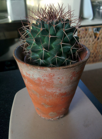 Cactus